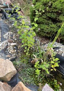 Edimental Wasserkresse und Englische Wasserminze.