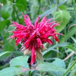 Rosenmonarde Blüte in Rot