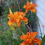Taglilien Blüten und Fruchtsalbei