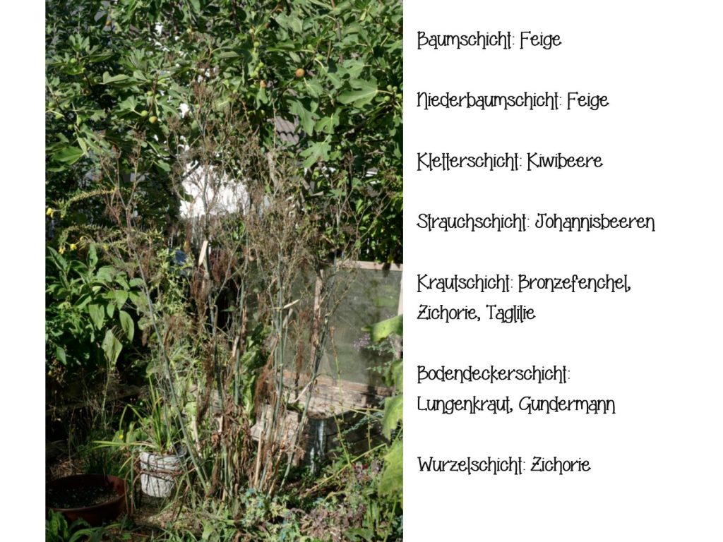 Waldgarten Schichten Erklärung