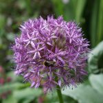 Alium Blütenkugel
