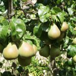 Reife Birnen am Birnbaum