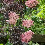 Schwarzer Holunder Blüten