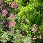 Schwarzer Holunder Blüten mit Rose und Wermut
