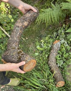 Der mit Pilzsporen geimpfte Holzstamm wird auf den Boden geschmissen.