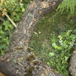 der geimpfte Holzstamm