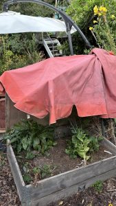 kaputter zerfetzter Sonnenschirm ist nützlich als Schatten Spender