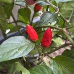 Chili im Balkongarten Kübel.