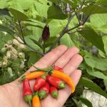 Die erste Chili Ernte im Balkongarten.