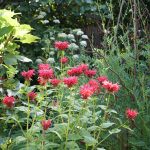 Indianernessel Blüten