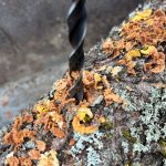 Das Loch wird gebohrt für einen mit Pilzsporen geimpften Holzdübel.
