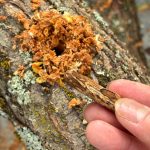 Der mit Shiitake Pilzsporen geimpfte Holzdübel.