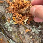 Pilzsporen Holzdübel kommt in das Bohrloch.