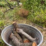 Der Stamm des alten Pfirsichbaum wird weiter verwendet für die Pilzzucht.