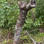 Der alte Pfirsichbaum ist gefällt.