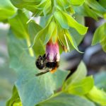 Wachsblume mit Hummel